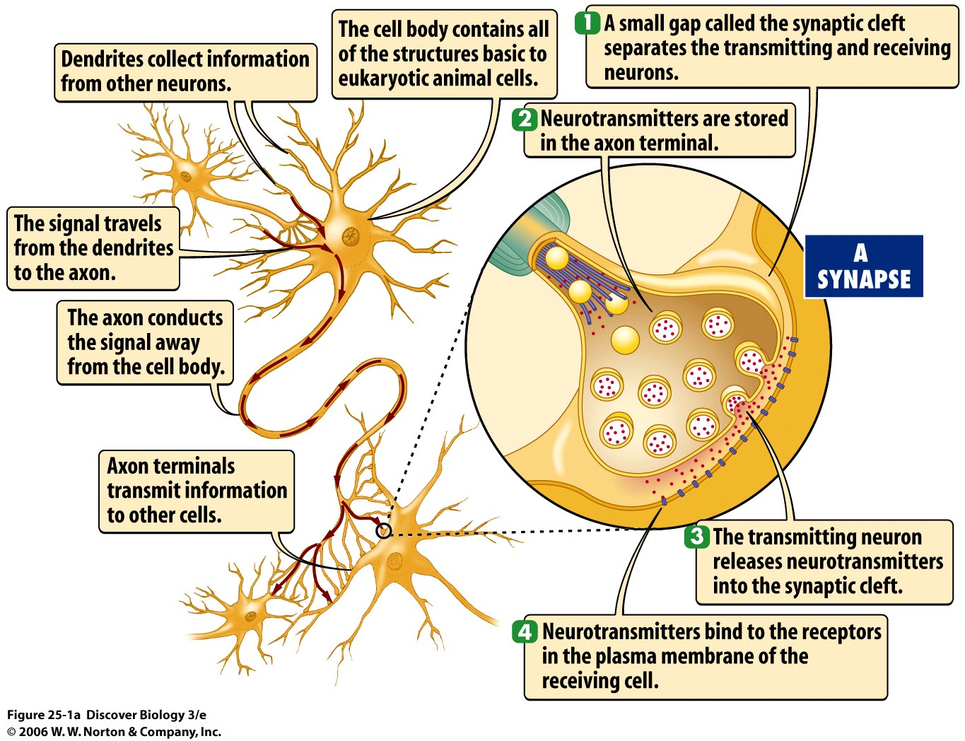Different neurotransmitters